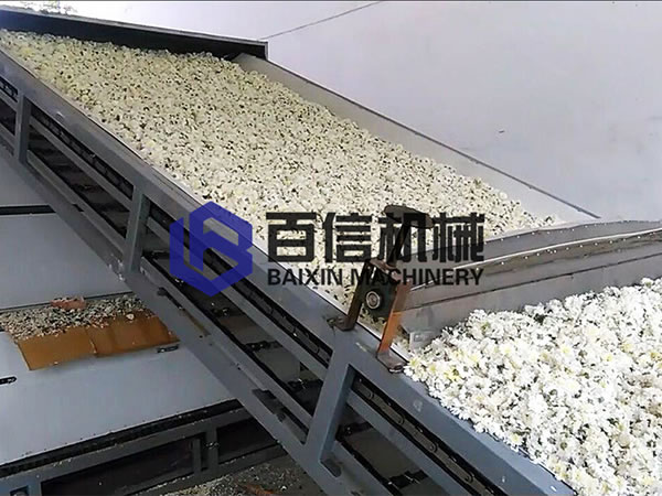 菊花烘干機烘干現(xiàn)場